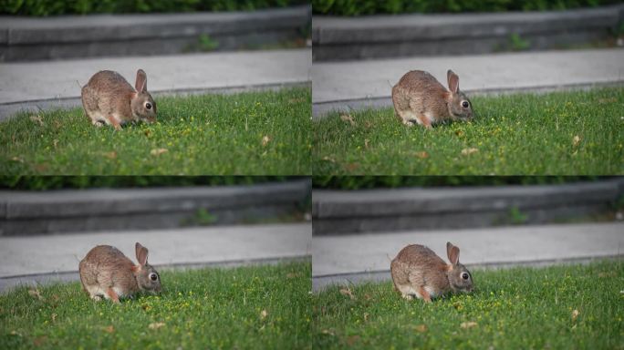 受惊的兔子跳开，慢动作
