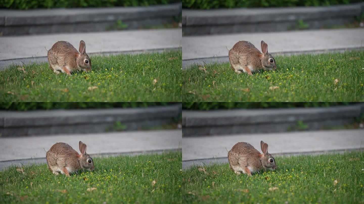 受惊的兔子跳开，慢动作