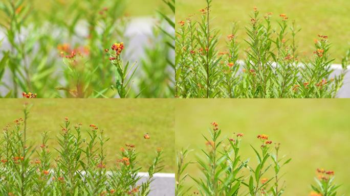 菊花野菊花，路边小花黄色花朵自然唯美环境