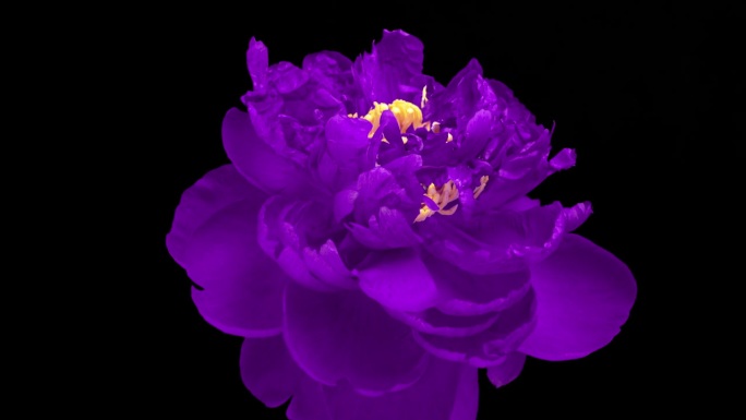 一朵美丽的紫色牡丹在黑色的背景上绽放。时间流逝，特写。婚礼背景，情人节概念。延时视频4K UHD。