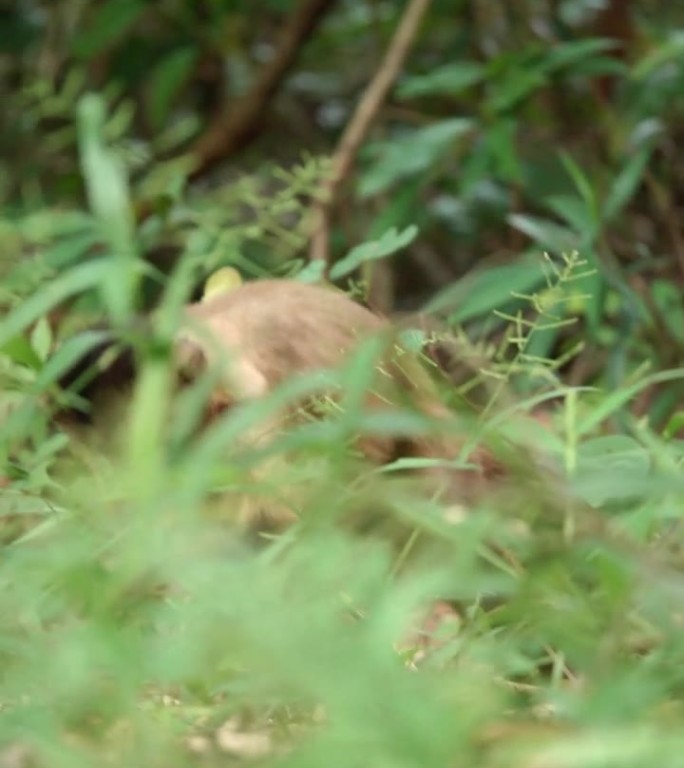 卷尾猴从藤本植物上下来，开始从地上吃东西