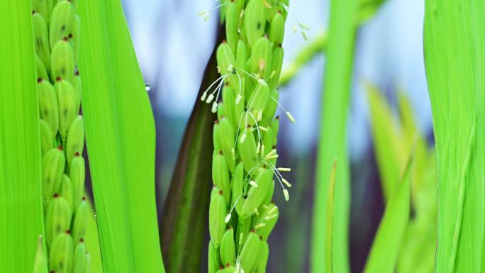 稻谷抽穗杨花稻米秧子谷子水稻开花视频素材