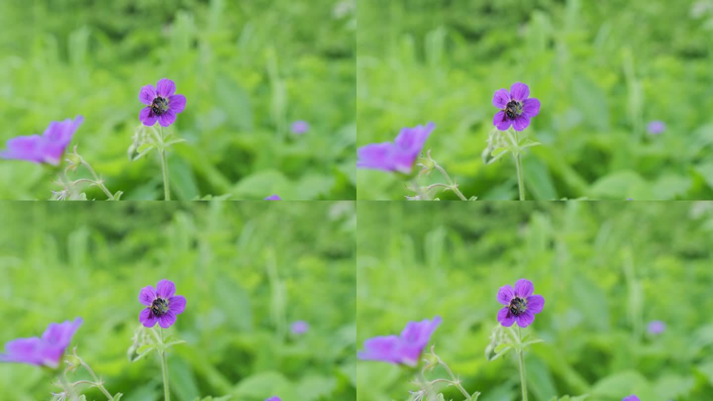 微风中的野天竺葵。雌蕊和叶和雄蕊和柱头。缓慢的运动。