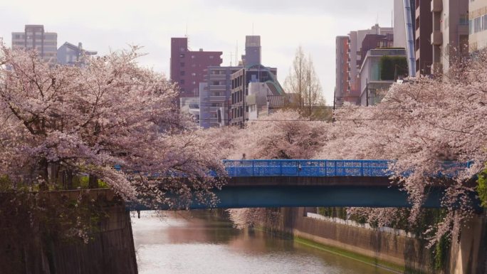 东京目黑河沿岸樱花盛开