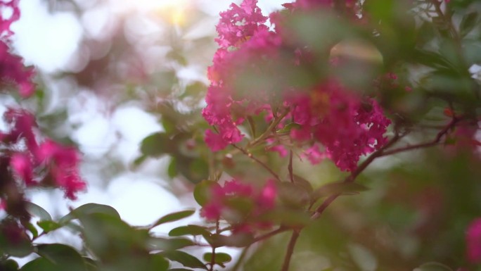 紫薇 紫薇花 逆光花 阳光花朵