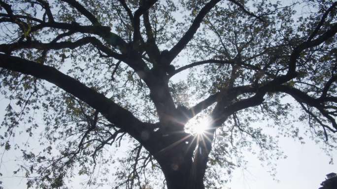 阳光下的大树 阳光透过树叶 阳光穿过大树