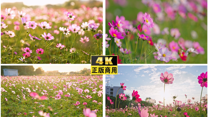 4K花海阳光小清新