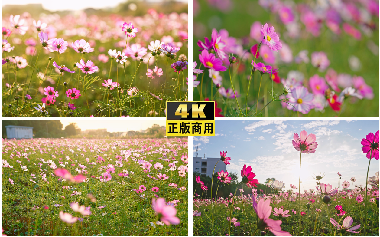 4K花海阳光小清新