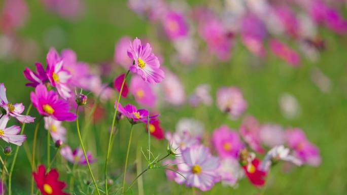 4K花海阳光小清新