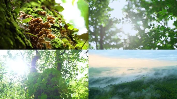 森林自然雨水阳光树林小鸟昆虫水滴滋润万物