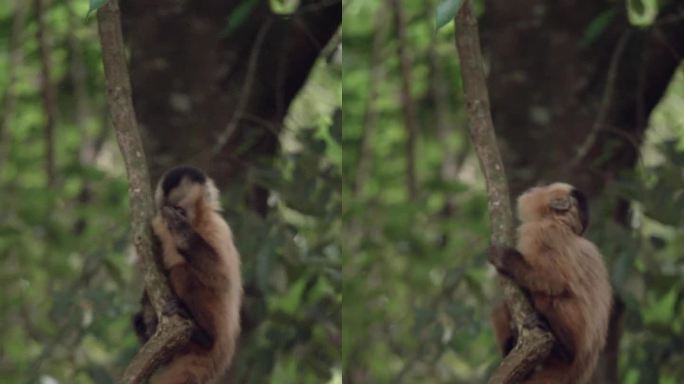 卷尾猴在藤本植物