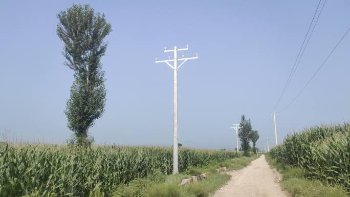 电线杆 农村道路 电力 电网安装 架线