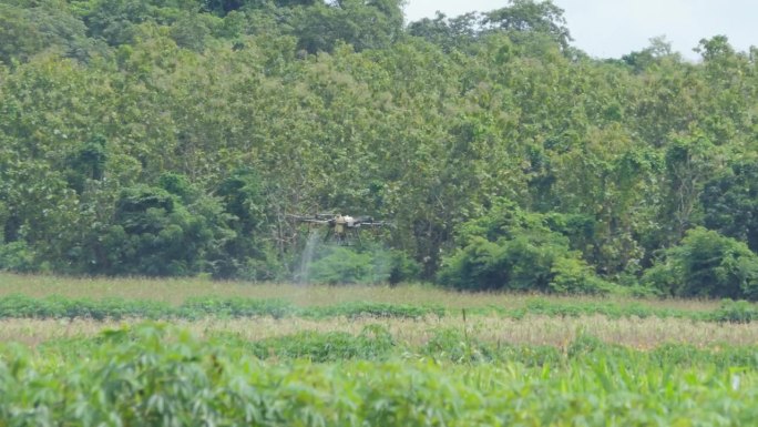 农业无人机飞到玉米地喷洒肥料。