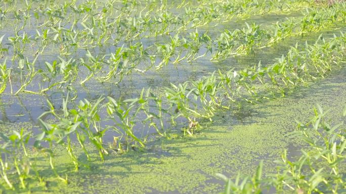 空心菜 青菜 绿色植物 农耕农民农事