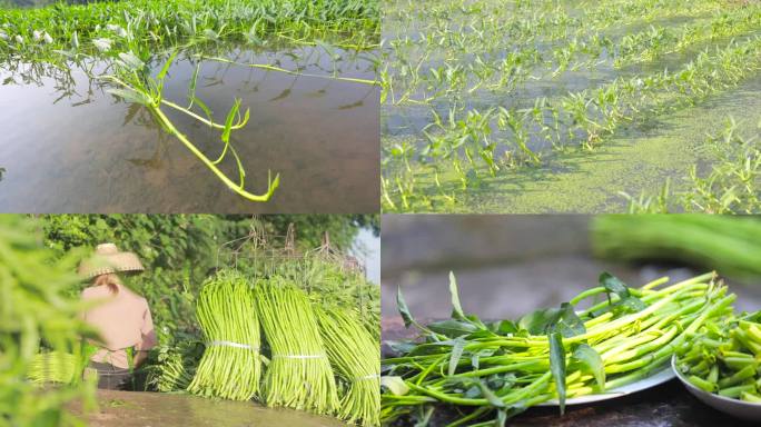 空心菜 青菜 绿色植物 农耕农民农事