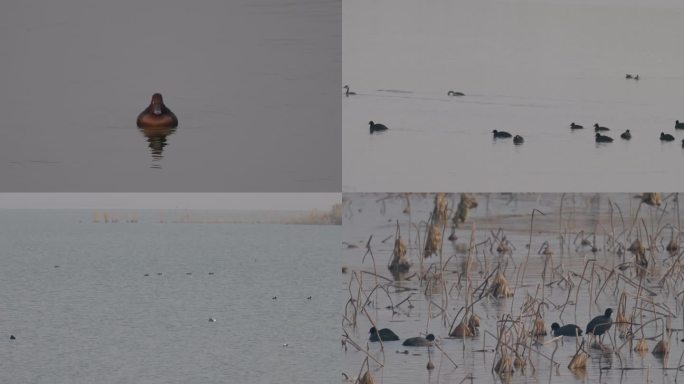 湿地里各种水鸟青头 白眼 赤麻鸭