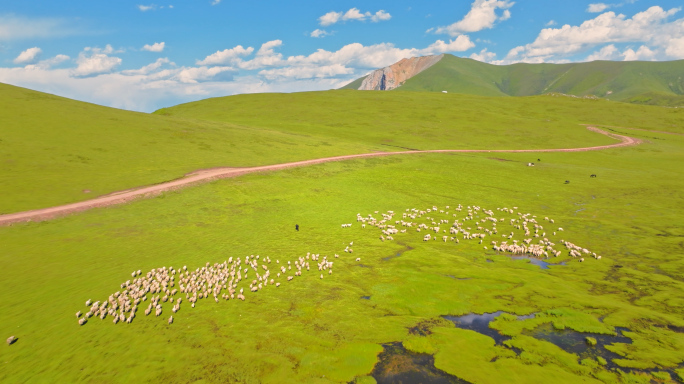 航拍草原山坡上的牛群羊群
