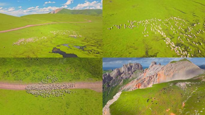 航拍草原山坡上的牛群羊群