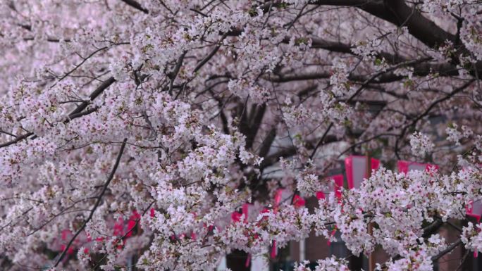 东京目黑河沿岸樱花盛开