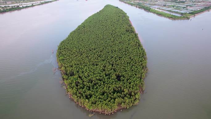 广东珠海斗门水松林自然保护区航拍