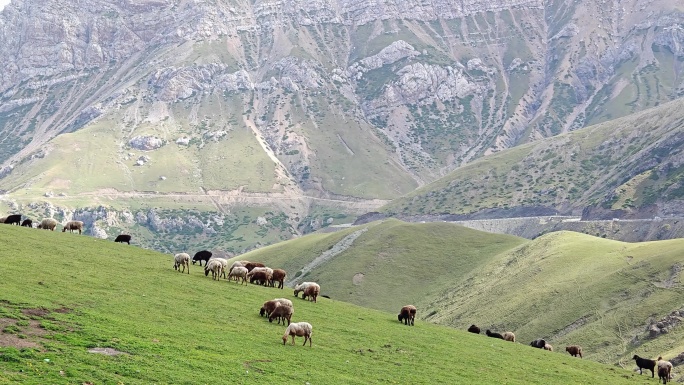 新疆伊犁伊昭公路山上的羊群