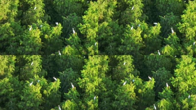 4K白鹭水杉群飞湿地水松生态保护航拍
