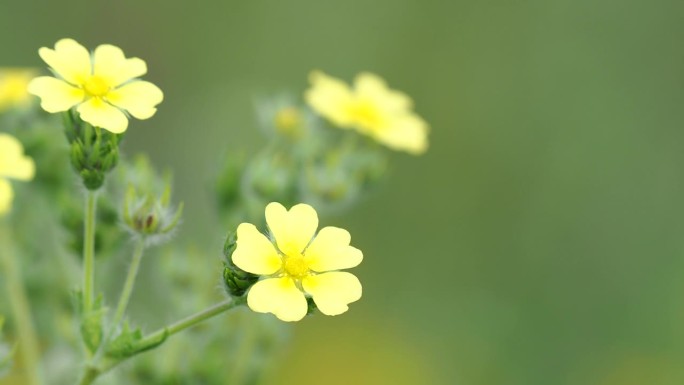 野生凤尾草的黄色花
