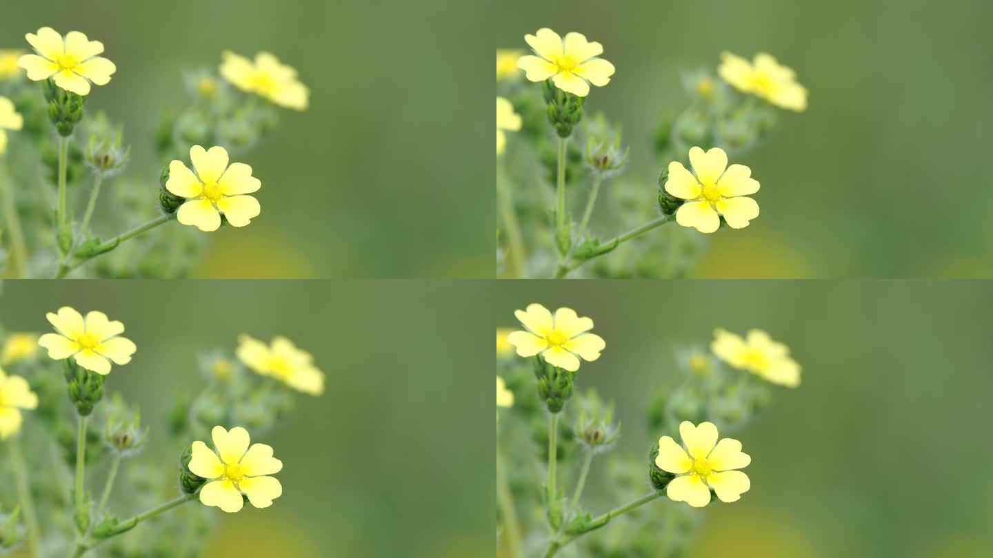 野生凤尾草的黄色花