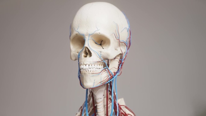 面部颅骨与静脉和血管中镜头