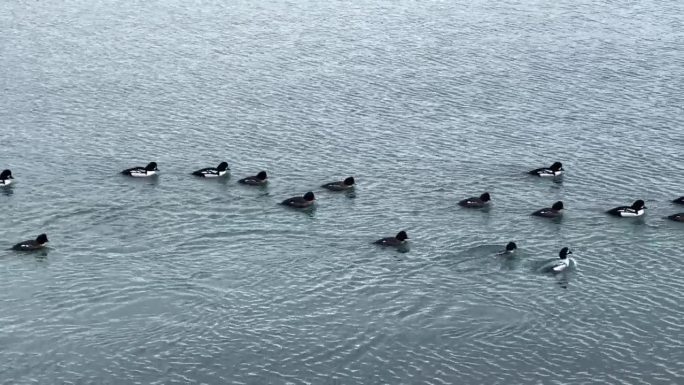 一群在加拿大温哥华斯坦利公园的海边游泳的巴罗金眼鱼