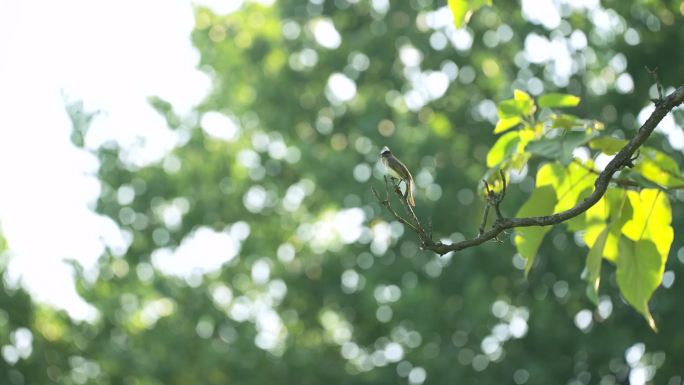 树枝上的小鸟4k