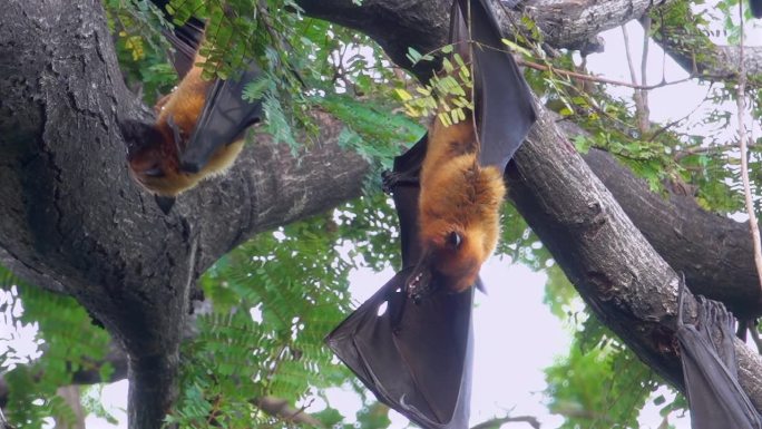 树上的两只蝙蝠