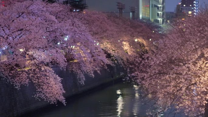 东京夜黑江边盛开的樱花