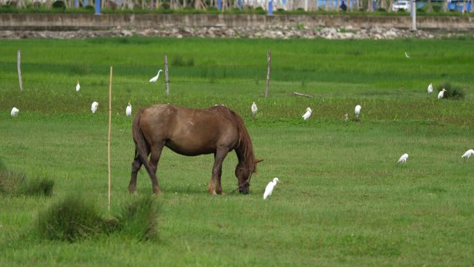 草地上马儿在吃草