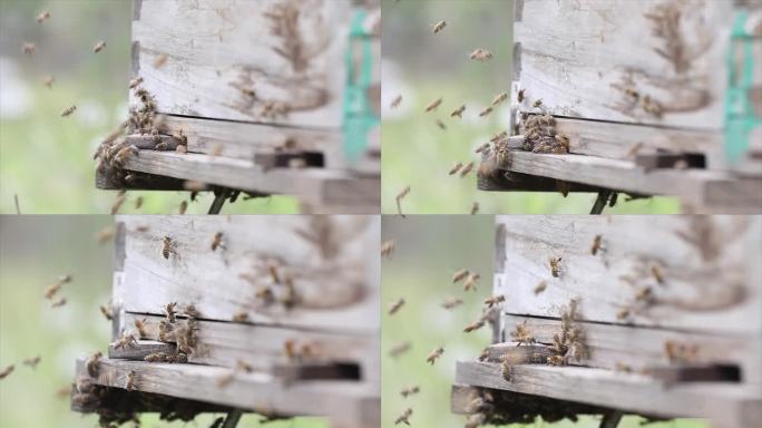 蜂群慢动作