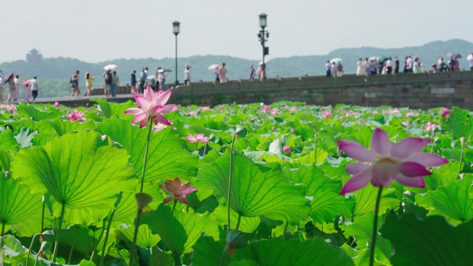 西湖断桥荷花人流