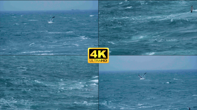 大海上飞行的海鸟 海燕海鸥