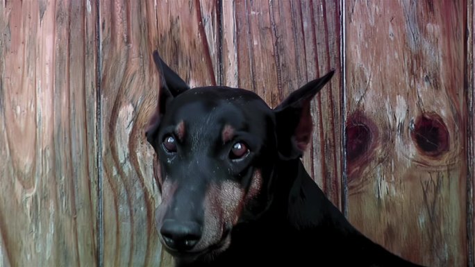 杜宾犬在对着木墙看镜头时咆哮并露出牙齿。近距离，4K分辨率