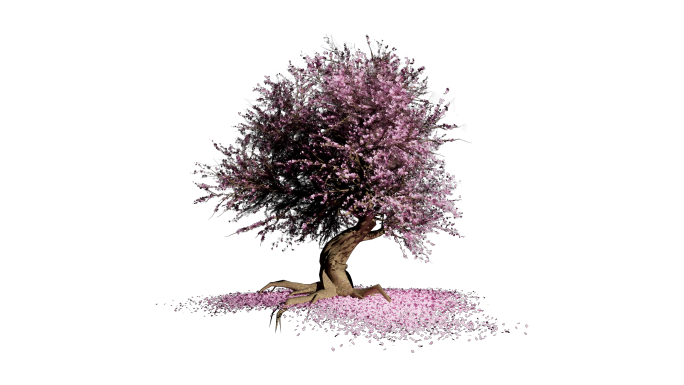 4K桃花树生长落花-带透明通道