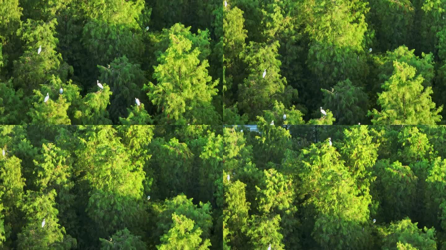 4K白鹭水杉群飞湿地水松生态保护航拍