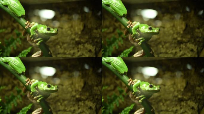 小绿色的中国飞蛙