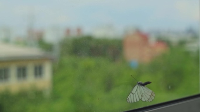蝴蝶拍打着城市风景的窗户