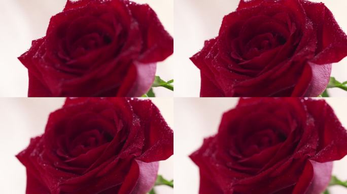 微距聚焦拉湿红玫瑰花相机移动一点