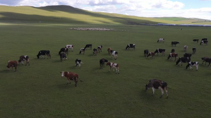 内蒙古草原牛羊成群