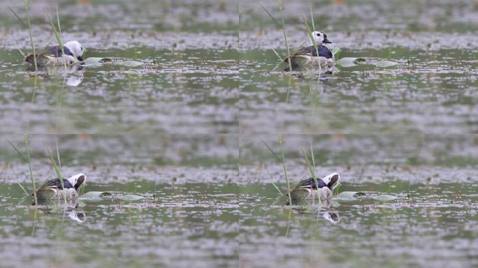 珍稀野鸭棉凫水中嬉戏的画面