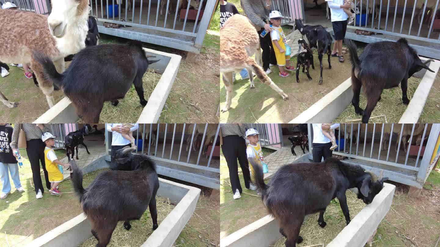郴州东湖动物园可爱的黑山羊