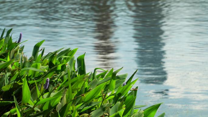 湖畔绿意水光荡漾唯美空镜头