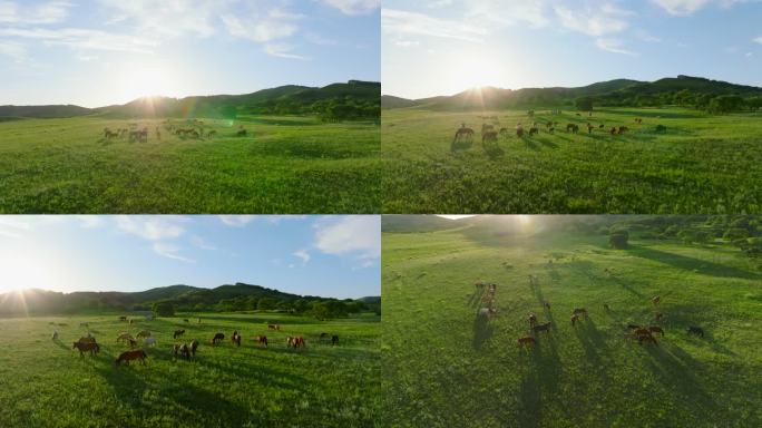 草原 夕阳下 马群悠闲吃草
