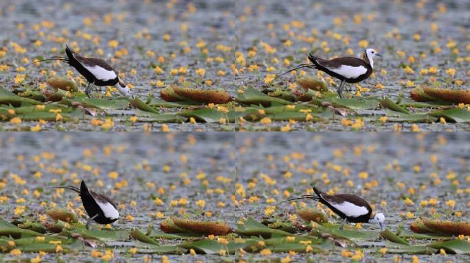 水雉在水草上觅食
