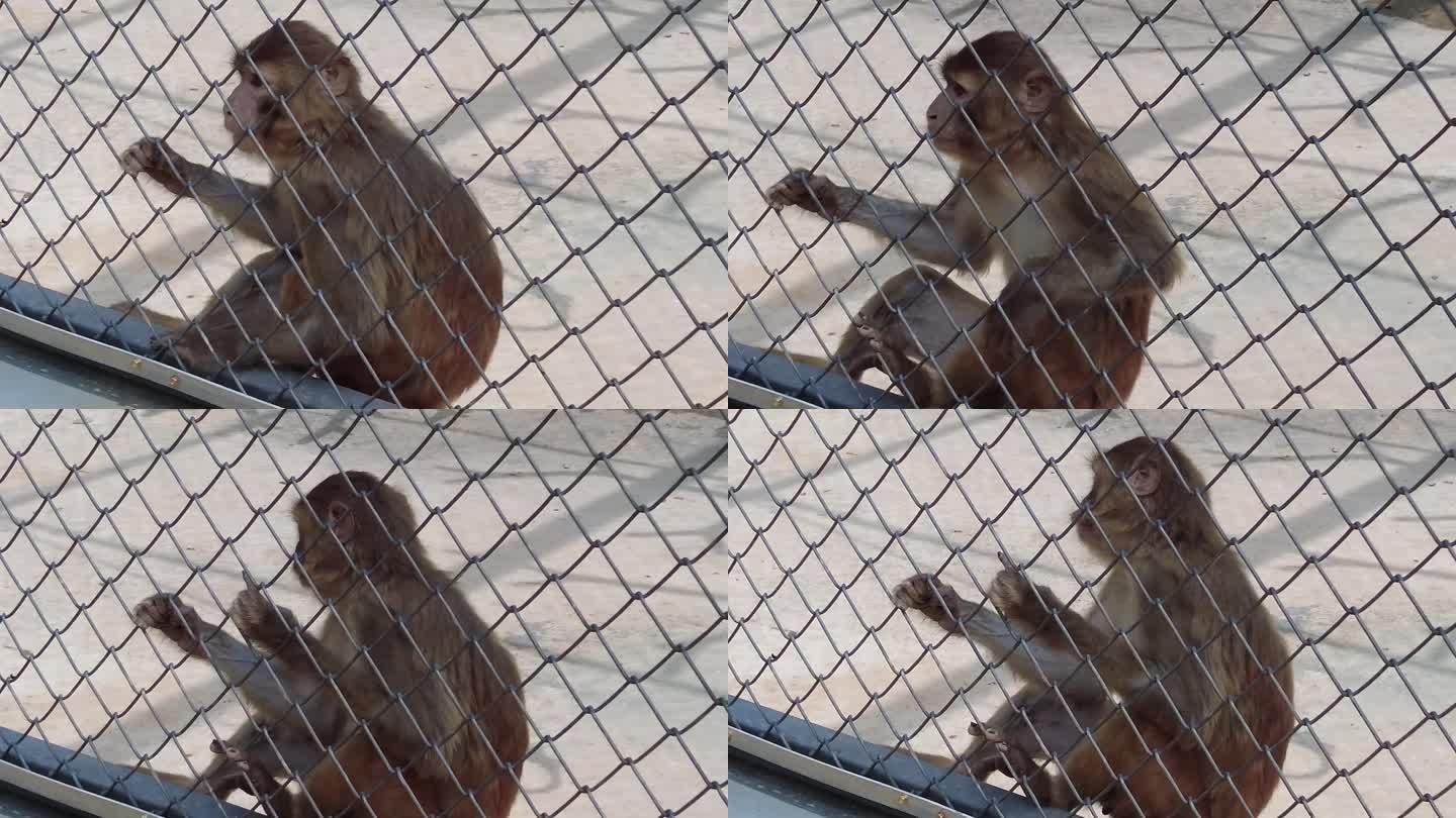 郴州东湖动物园可爱的袋鼠吃东西2_3840X2160_高清视频素材下载(编号:25002197)_实拍视频_光厂(VJ师网) www.vjshi.com